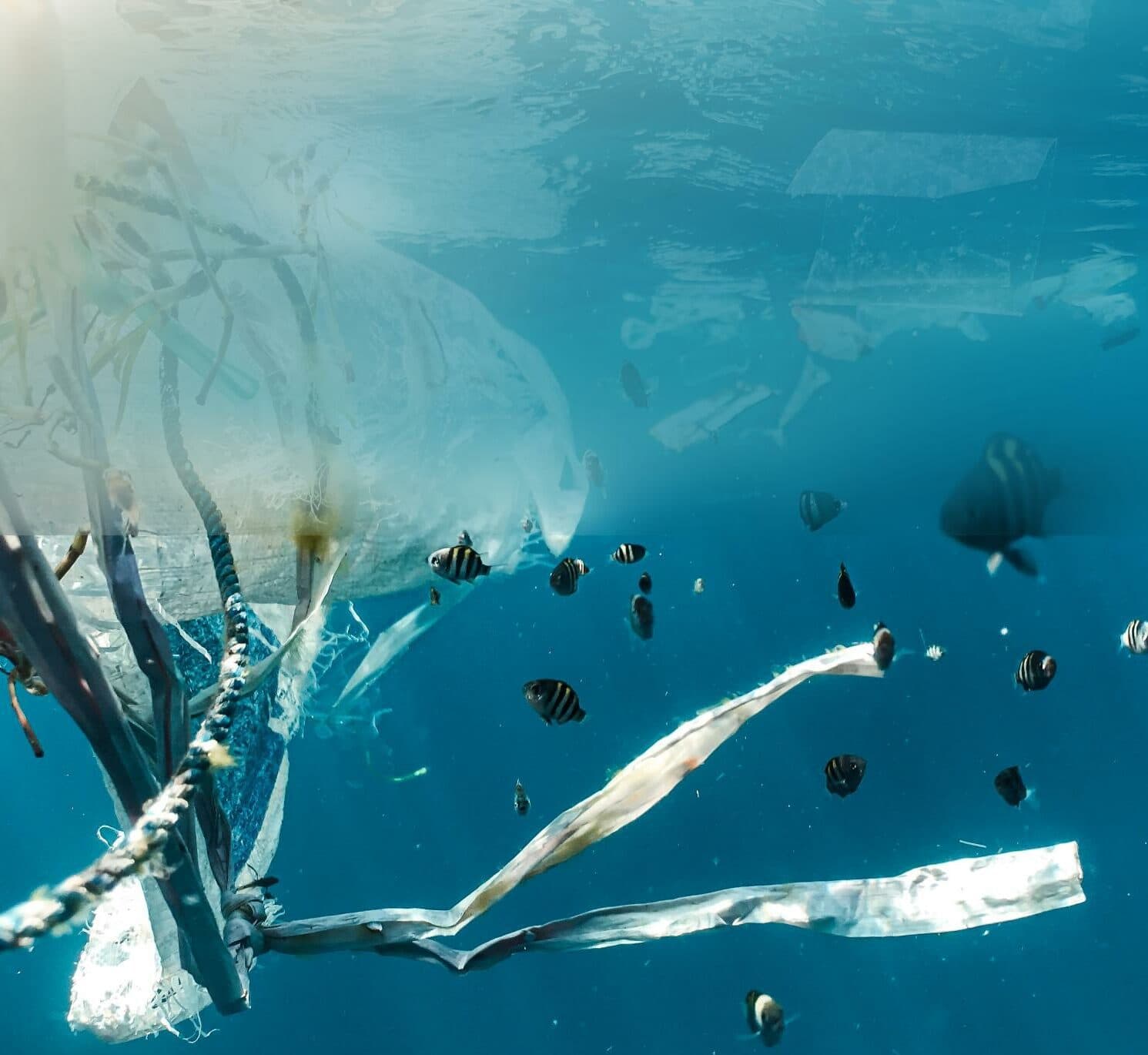 Garbage in ocean with tropical fish top half screen blurred